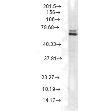 Hsp70 Monoclonal Antibody (2A4) (11116-100UG)