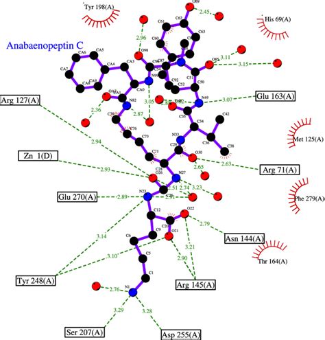 Cartoon Of The Interactions Between And The Carboxypeptidase B Active