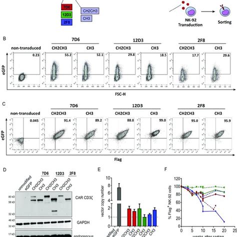 Anti Her1 Car Nk 92 Cells Effectively Kill Phnscc Cells A Flow