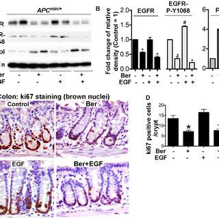 Berberine Inhibits Basal And Egf Stimulated Proliferation In Colon