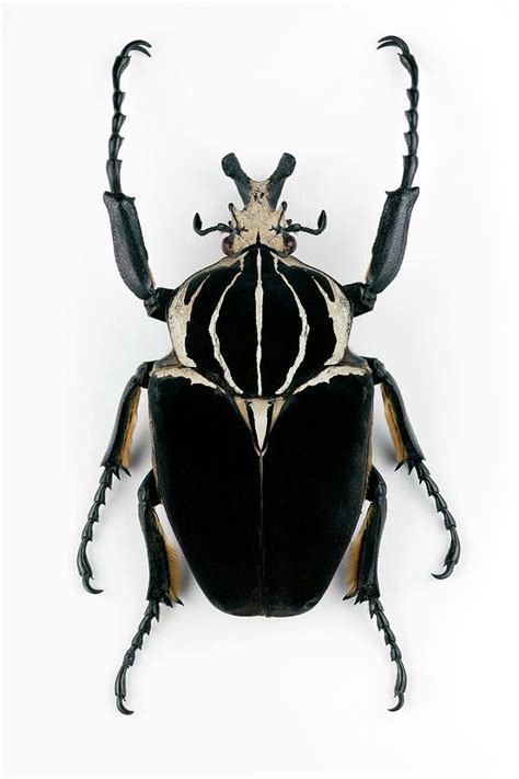 Goliathus Beetle