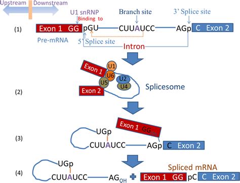 Mrna Process Map