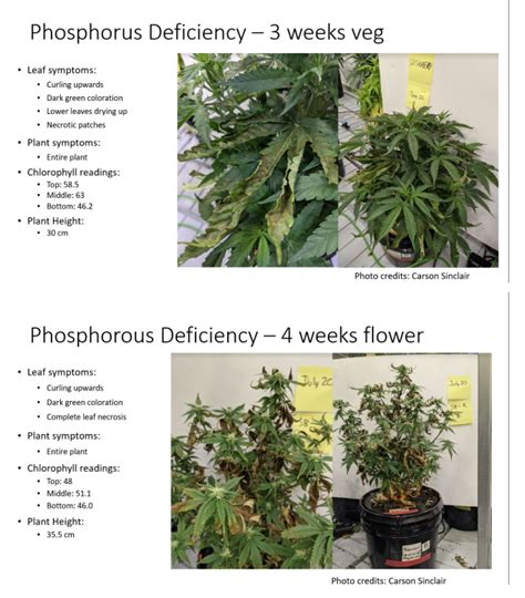 Afghan Hash Plants One Week Later They Spend The First Week Mostly