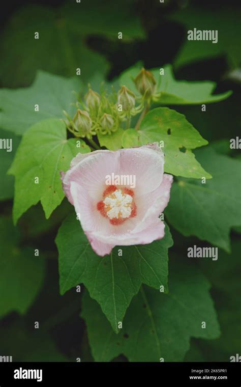 A Vertical Shot Of Hibiscus Mutabilis In The Garden Stock Photo Alamy