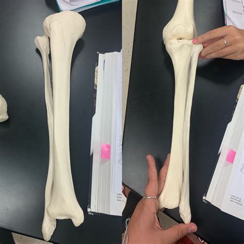 the tibia and fibula Diagram | Quizlet