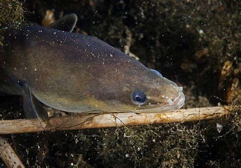 Levante Pesca Pesca De La Anguila