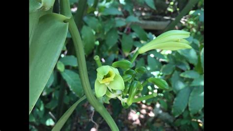 Mexican Wild Vanilla Orchid In Bloom Day 13 You Can Learn So Much