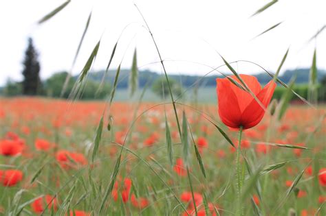 Coquelicot Flower Fleur Photo Gratuite Sur Pixabay Pixabay