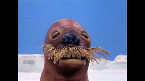 Pingu Laughing Walrus Youtube