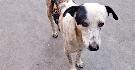 Cane Ustionato Ha Una Grande Voglia Di Vivere E Porta Gioia