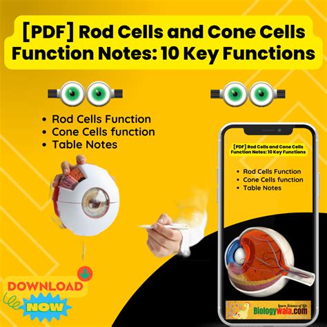 [PDF] Rod Cells And Cone Cells Function Notes: 10 Key Functions