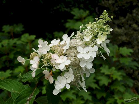 Купить Гортензия метельчатая Тардива (Tardiva) (Hydrangea paniculata ...