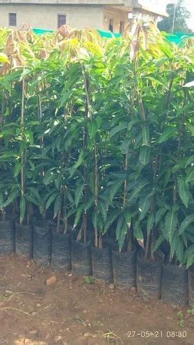 Full Sun Exposure Green Kesar Mango Tree Plants At Rs Piece In