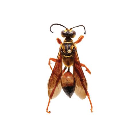 A Visual Guide To Northern Giant Hornets And Similar Insects Nc State Extension