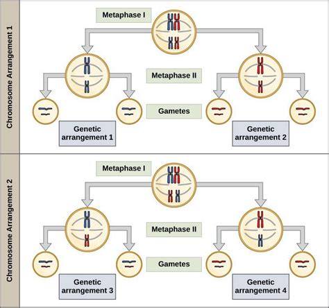 Meiosis And Fertilization Lab Manual For Biology Part I