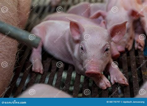 Piglet Birth Day after the Mother Pig Feeding Finished. Stock Image