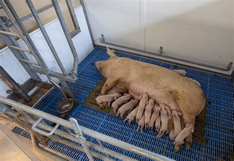 NPA Commissioned Report Sheds Light On Use Of Adaptive Farrowing