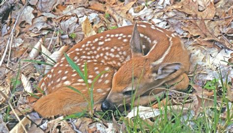 Whitetail Fawn | Life in the Finger Lakes