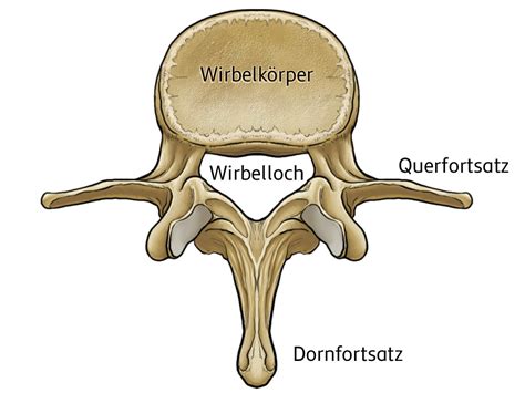 Wirbelsäule zentrale Achse des Skeletts Biologie SchuBu