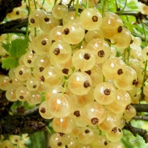 Смородина белая Голландская (Ribes rubrum) - описание сорта, фото ...