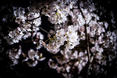 Premium Photo | Cherry blossoms in night time