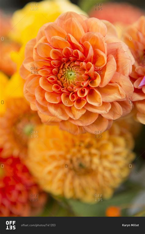 Orange Pom Pom Dahlias Offset Collection Stock Photo Offset