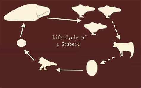 Graboid life cycle by domo911 on DeviantArt