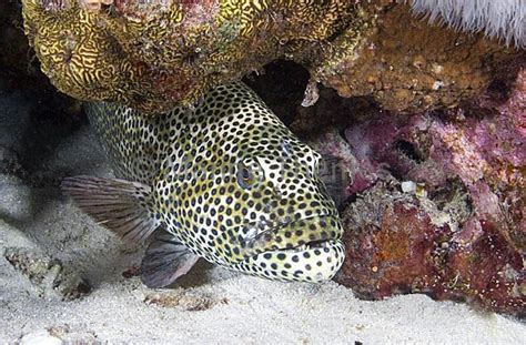 Epinephelus Merra Honeycomb Grouper Marinethemes Stock Photo Library