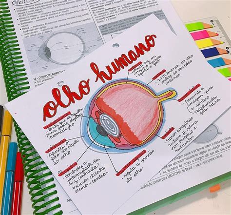 Mapas Mentais Sobre OLHO HUMANO Study Maps