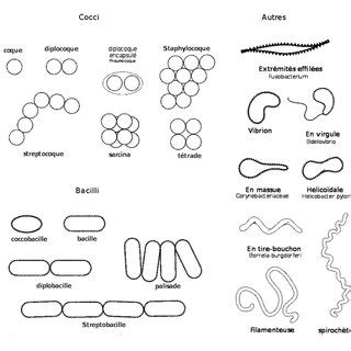 Différentes formes de bactéries 23 Download Scientific Diagram