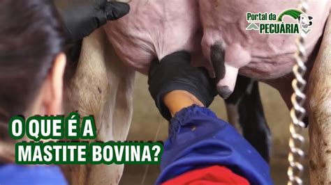 O Que A Mastite Bovina Youtube