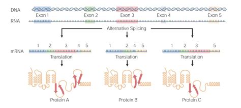 Post-transcriptional Modifications (RNA Processing) | Concise Medical ... 