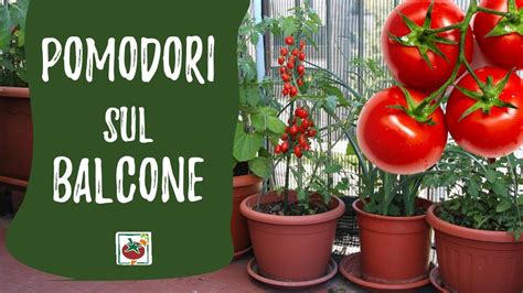 Pomodori Sul Balcone Guida Alla Coltivazione In Vaso YouTube