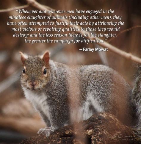 Squirrel Quotes Squirrel Sayings - ShortQuotes.cc