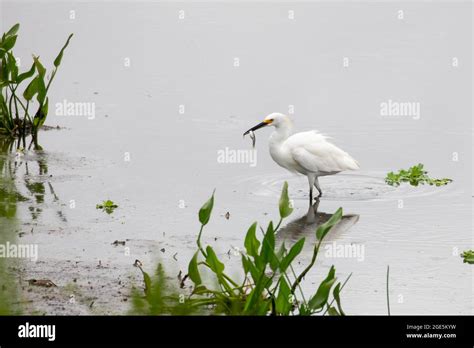 A Snowy Egret Egretta Thula Standing In Shallow Water With A Small