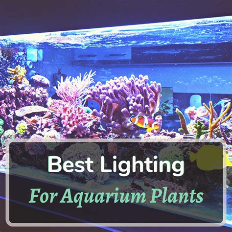 Glow-tastic! Choosing The Best Lighting For Aquarium Plants