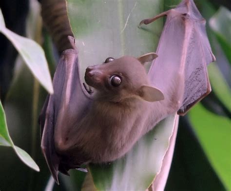 Ipernity Lesser Short Nosed Fruit Bat By Sasithorns