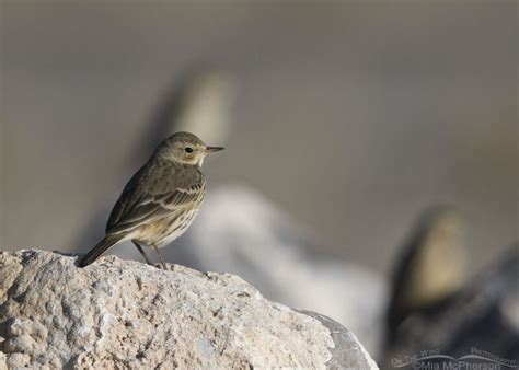 American Pipits On The Rocks Mia Mcpherson S On The Wing Photography