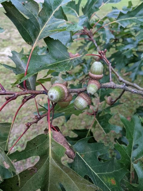 Silky Dogwood Berries | New Hampshire Garden Solutions