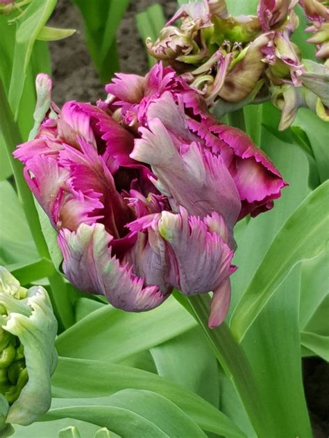 Tulipa X Cultorum Negrita Frikarti Stauden AG