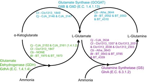 Glutamate Dehydrogenase Gdh Glutamine Synthetase Gs And Glutamate