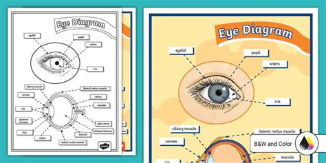 Eye Diagram Poster (teacher made) - Twinkl