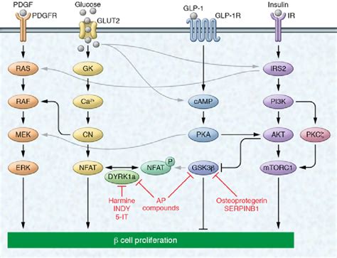 Select Signaling Pathways Known To Regulate β Cell Proliferation Download Scientific Diagram