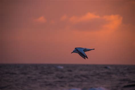 Wallpaper Sunset Sea Sky Beach Sunrise Evening Morning Coast