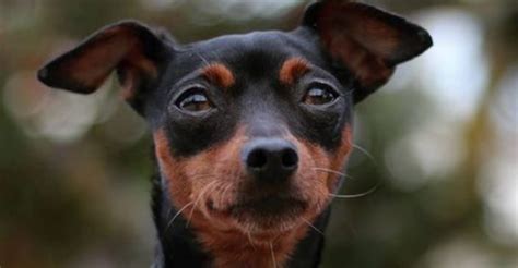 15 Hilarious Miniature Pinscher Memes Will Make Your Day The Dogman