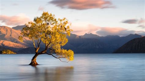 Lake Wanaka Tree New Zealand - 1920x1080 Wallpaper - teahub.io