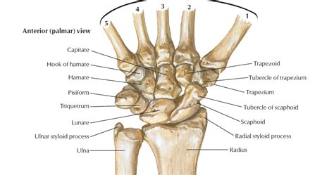 Sesamoid bones - Med Club