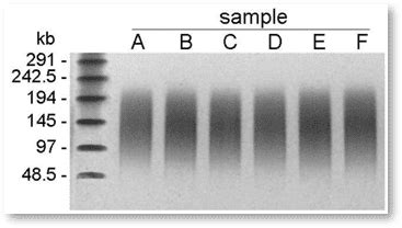 Genomic Dna Extraction Kit For Plants Hmw Magnetic Beads Biodynami