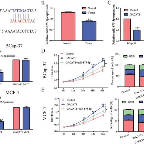 Gacat Works By Adsorbing Mir P A Dual Luciferase Reporting