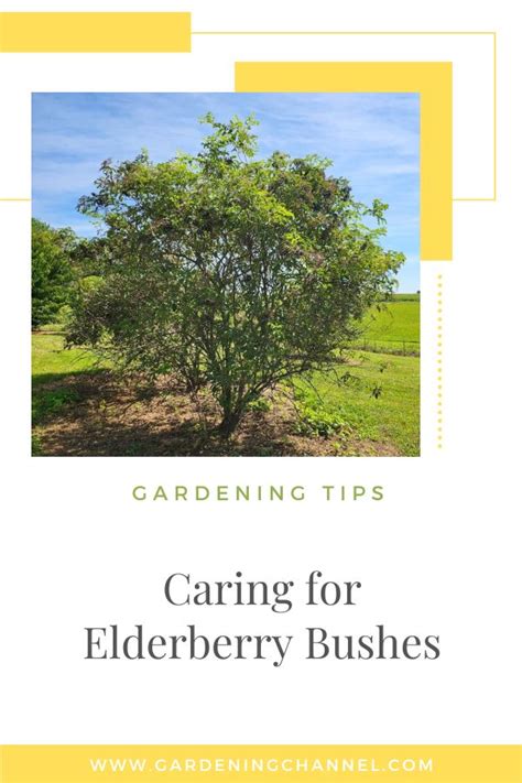 How to Care for Elderberry Bushes (Sambucus nigra) - Gardening Channel